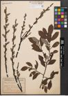 Foto von Salix cinerea L.